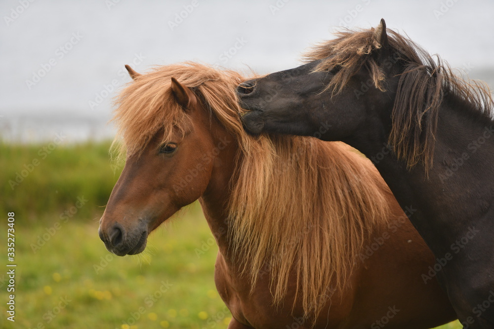 Fototapeta premium horses in the field