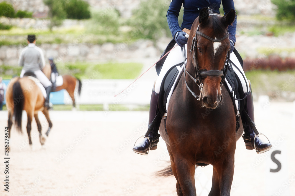 Obraz premium Equestrian sport - dressage