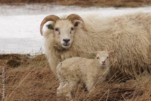 Fototapeta Naklejka Na Ścianę i Meble -  Sheep and Lamb