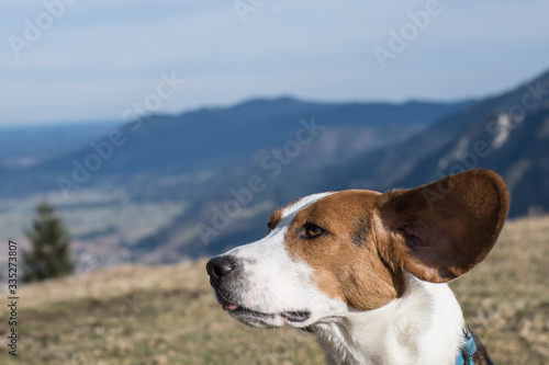 Beagle beim Herzogstandaufstieg