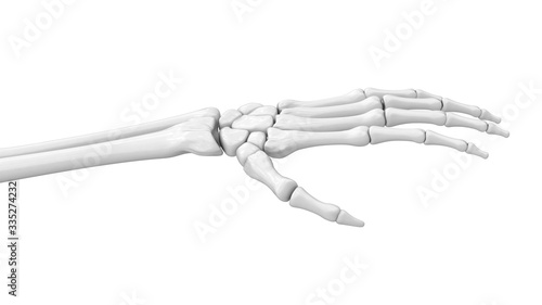 The skeletal hand. 3D Illustration. 