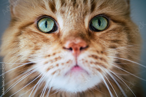 Rote Maincoon Katze mit grünen Augen