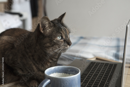 Working from home with pets during lockdown. Cat in front of laptop on bed. Fun social distancing concept.