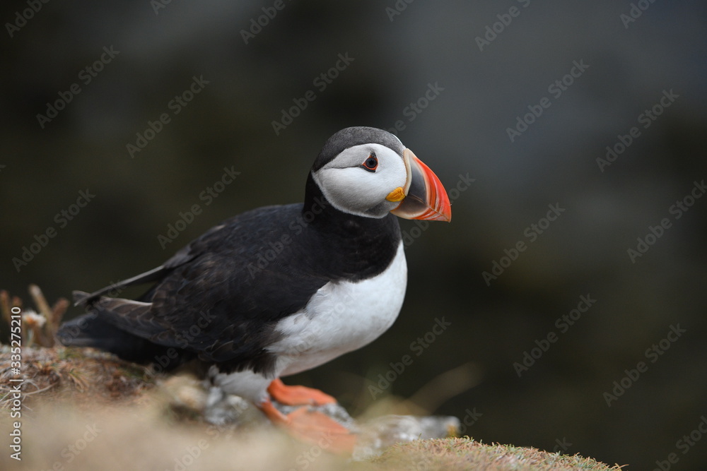 Obraz premium atlantic puffin or common puffin
