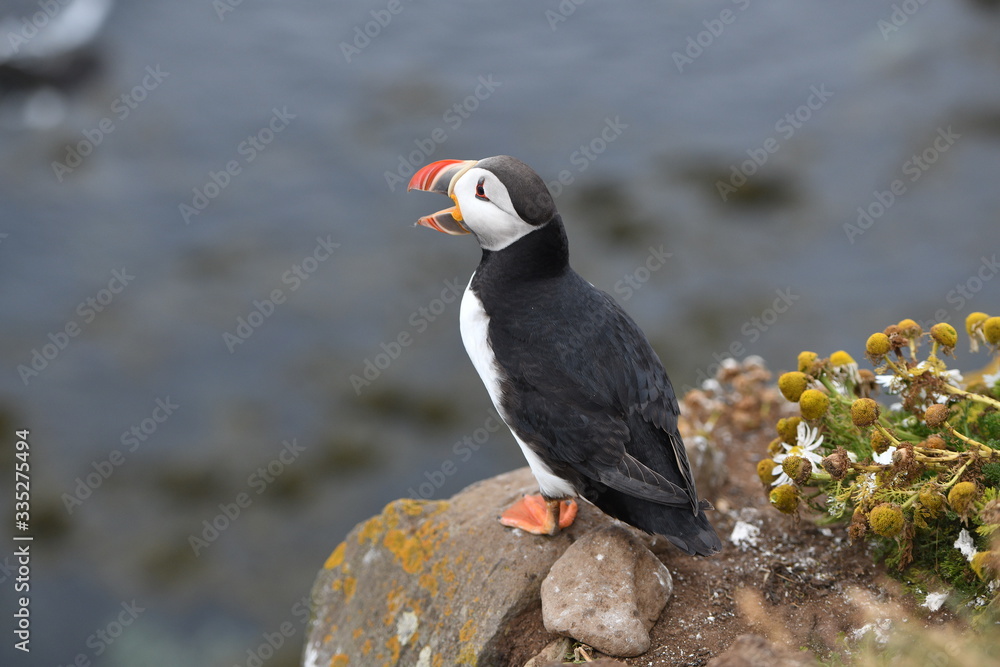 Fototapeta premium atlantic puffin or common puffin