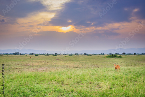 Ugandan kob (Kobus kob thomasi) fighting and grazing on a  green arid bush veld plain, Uganda, Africa
 photo