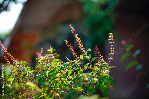 Holy basil leaves on the Holy basil tree