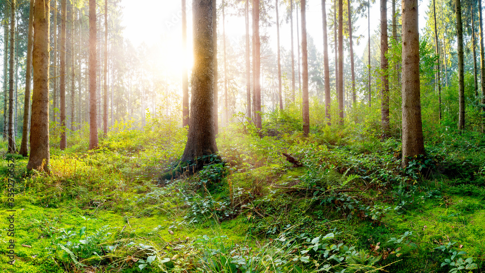 Obraz premium Beautiful fresh green forest in spring with bright sunlight in the fog