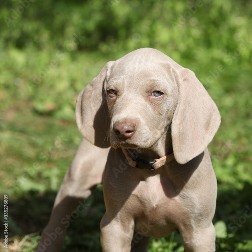 Amazing puppy of Weimaraner Vorsterhund