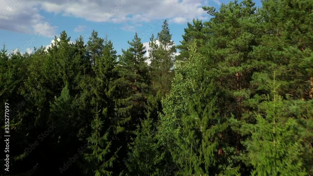 Camera flies over the forest Camera flies over the forest