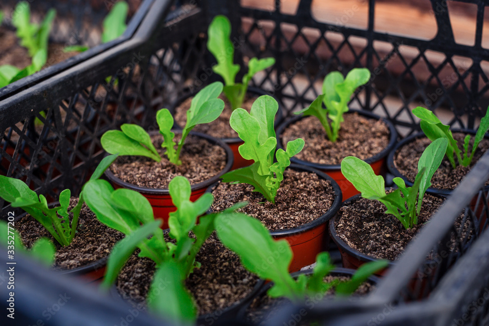 Close-up of a young kohlrabi plant in the greenhouse. Close-up of a young kohlrabi plant in the greenhouse.