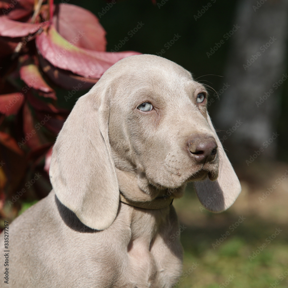 Beautiful puppy of Weimaraner Vorsterhund