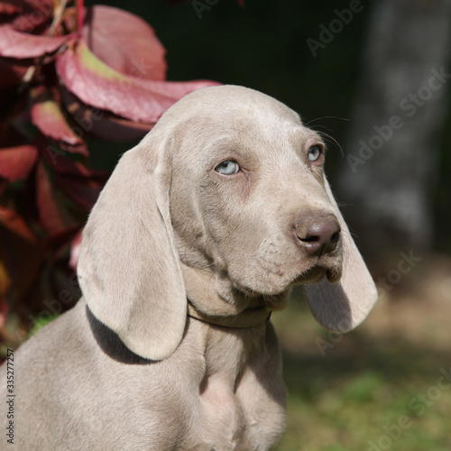 Beautiful puppy of Weimaraner Vorsterhund