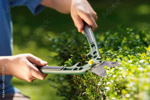 Foto Trimming hedge bushes