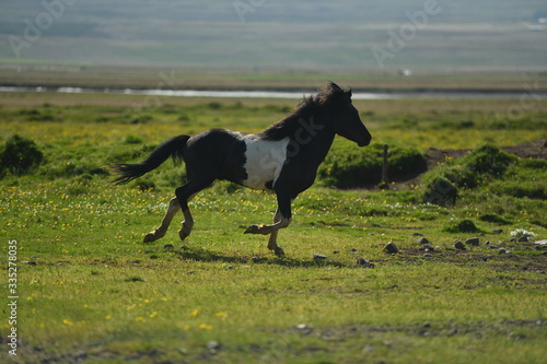 horse running in the field