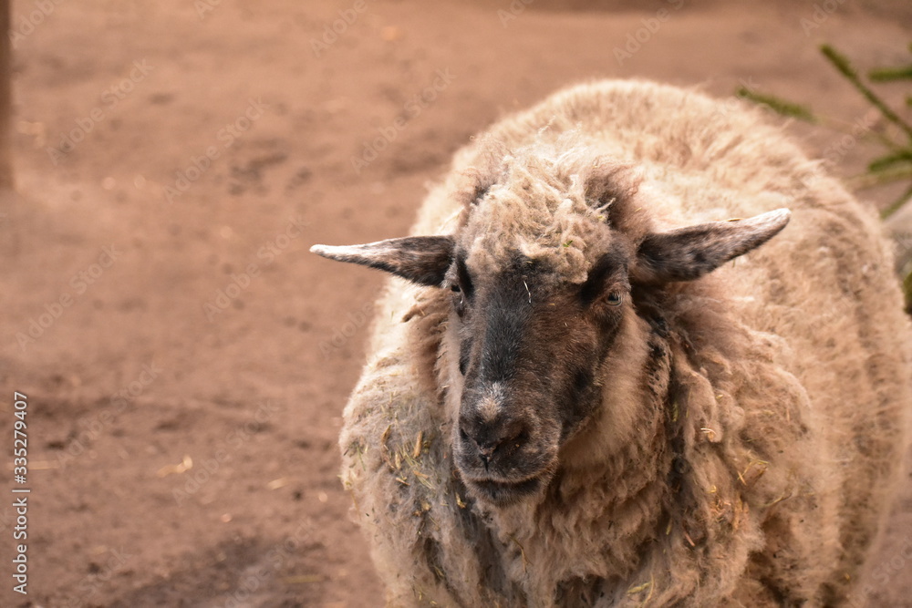 Sheep at a commune city farm in Kreuzberg Berlin Germany Sheep at a commune city farm in Kreuzberg Berlin Germany