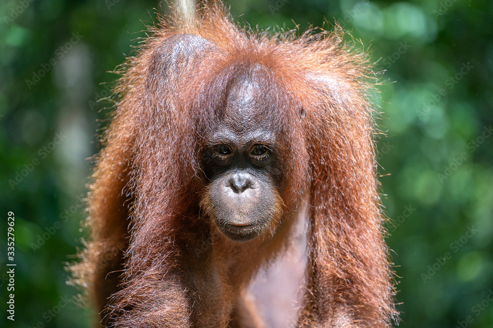 Wild orangutan in rainforest of Borneo, Malaysia. Orangutan mounkey in nature