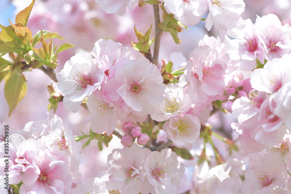 はんなり優しいピンク色の桜の花 はんなり優しいピンク色の桜の花