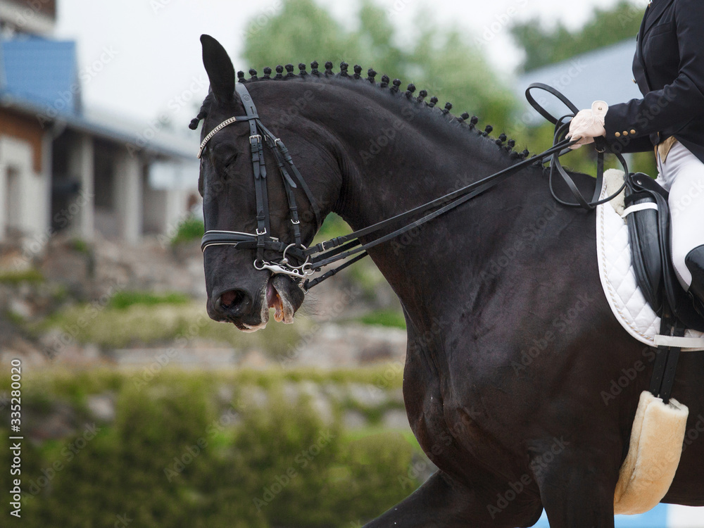 Obraz premium Equestrian sport - dressage
