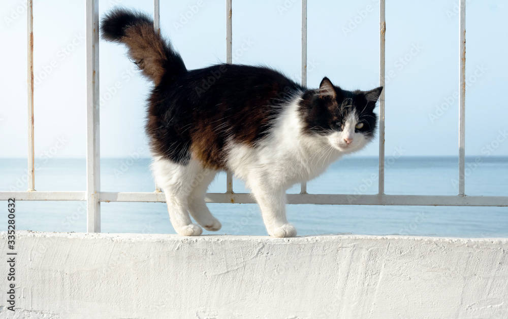 beautiful black and white cat on the white promenade sea posing curved back and tail. Fluffy cat sailor beautiful black and white cat on the white promenade sea posing curved back and tail. Fluffy cat sailor