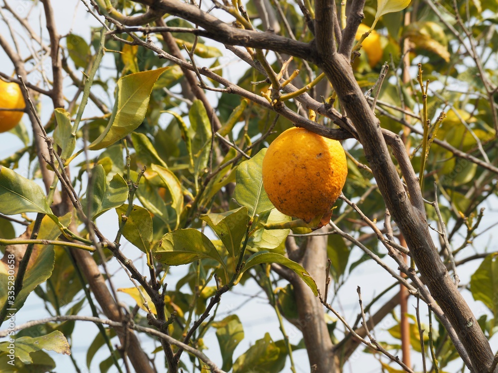 木に実った食べ頃のレモン