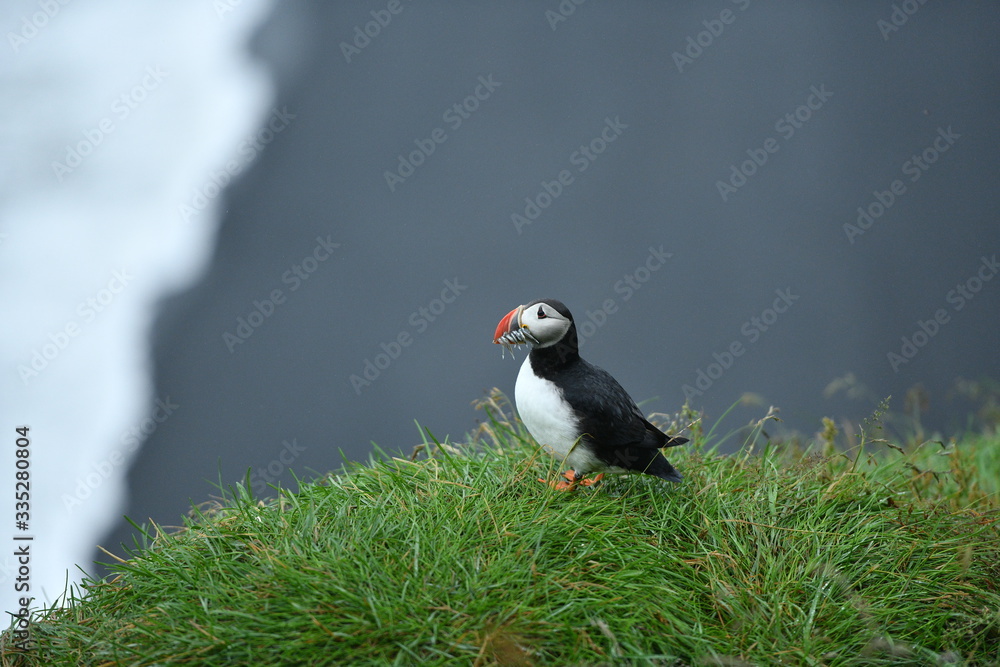 puffin on a rock puffin on a rock