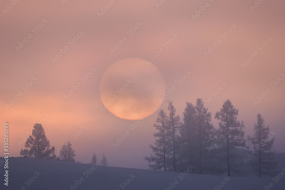 Sun Disc Against Larches In Snow. Winter Sunrise Over Altai Mountains. Foggy Frosty Morning In The Kurai Steppe, Western Siberia, Russia. Fantastic Siberian Winter Landscape In Lilac-Pink Colors.