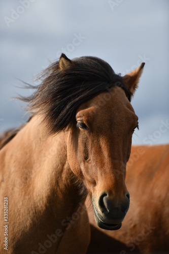 portrait of a horse