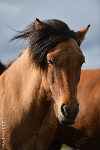 portrait of a horse © Anton Rostovsky