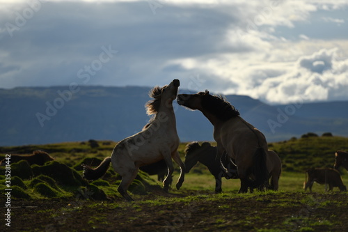 horses in the field © Anton Rostovsky