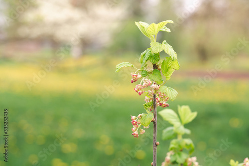 Flowering branch of currant bush in the spring garden
