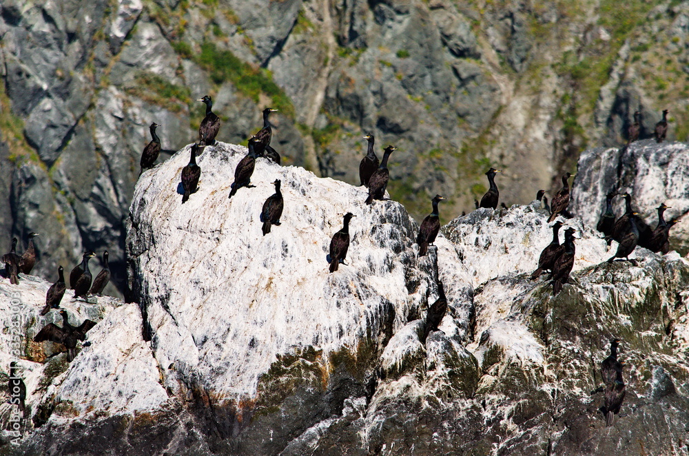 Russia. Far East, Kamchatka Peninsula. Along the coast of the Avacha Bay are scattered many rocky Islands inhabited by gulls and cormorants. Russia. Far East, Kamchatka Peninsula. Along the coast of the Avacha Bay are scattered many rocky Islands inhabited by gulls and cormorants.