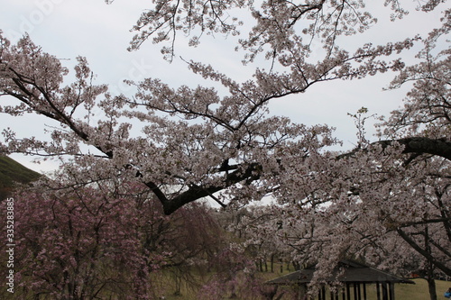Wallpaper Mural 桜 Torontodigital.ca