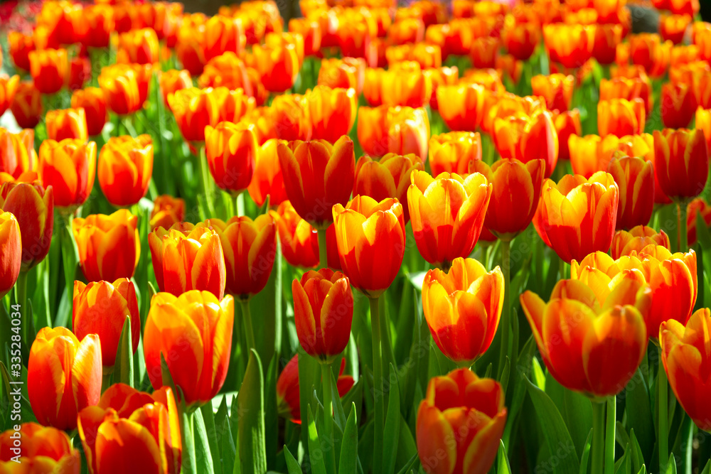 orange-red tulips in the spring garden orange-red tulips in the spring garden