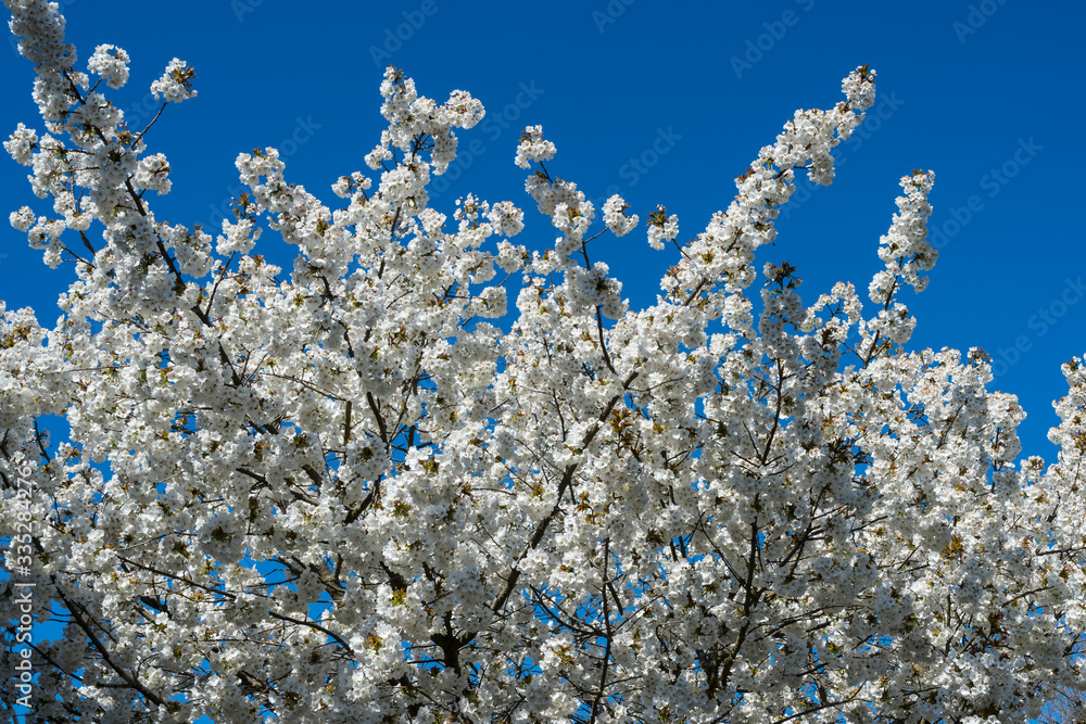 Weiß blühender Kirschbaum