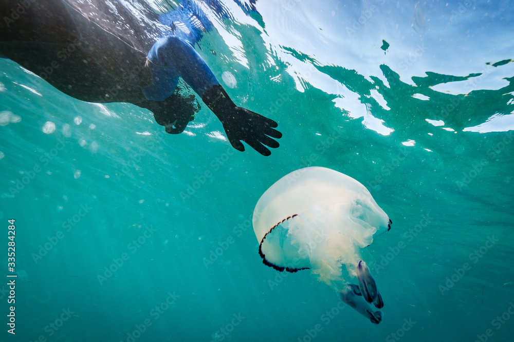Fototapeta premium jellyfish and diver