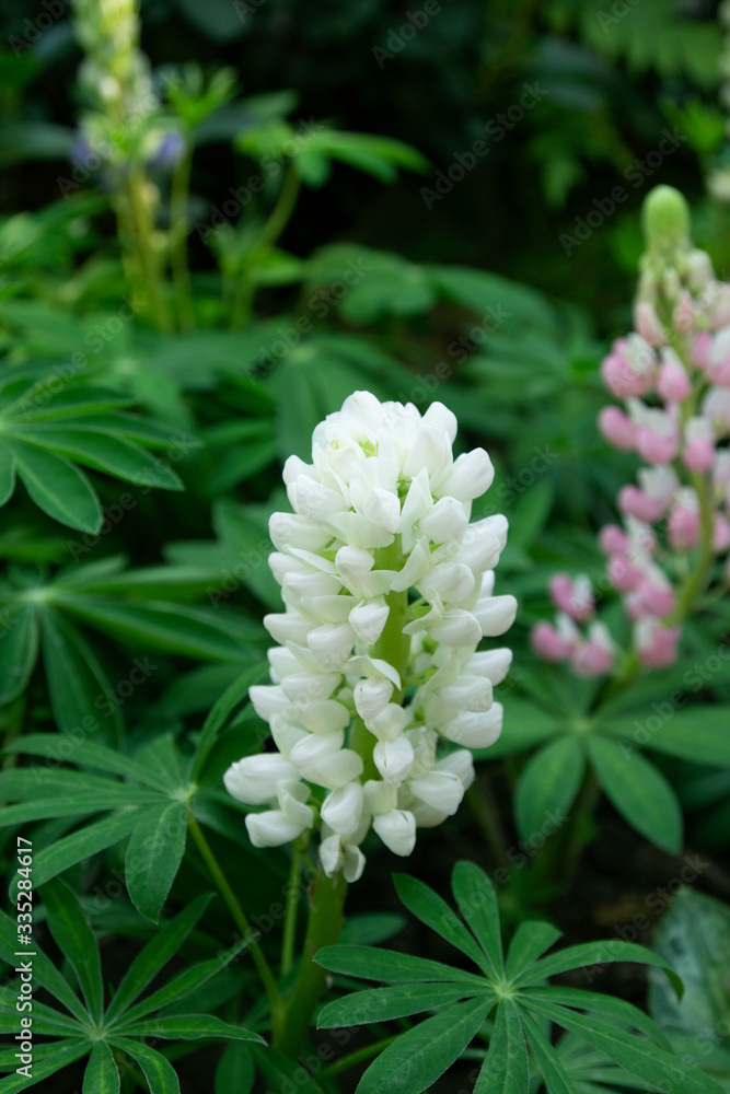 large leaved lupine in the garden large leaved lupine in the garden