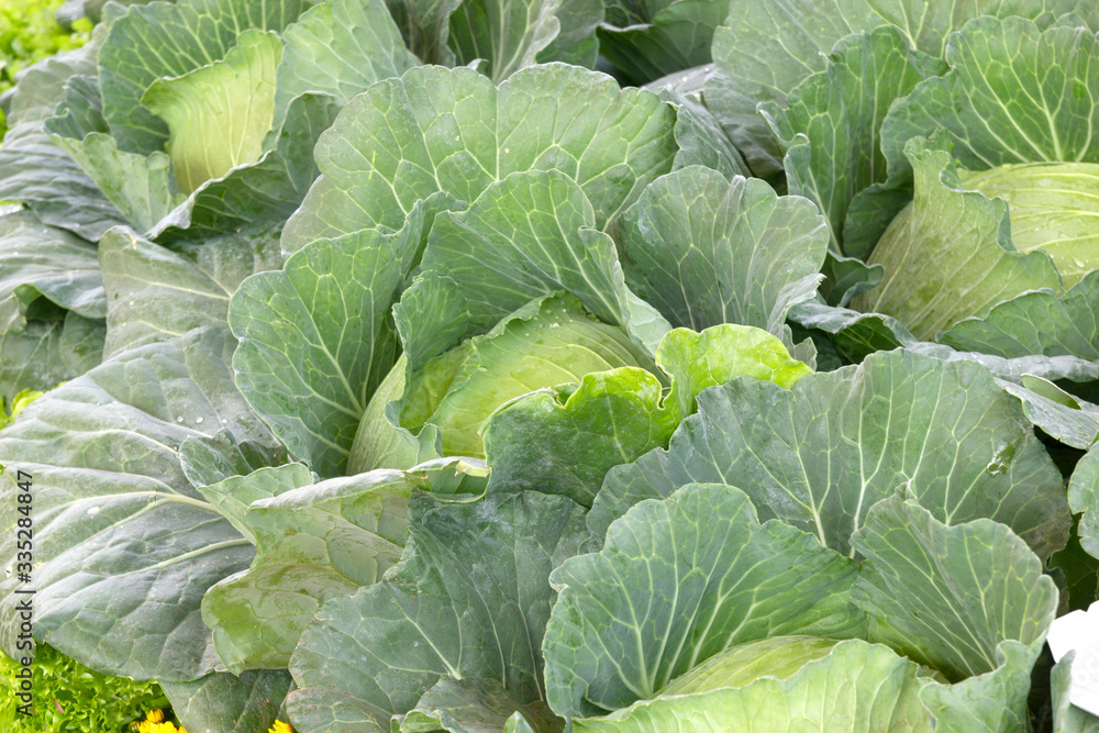 Naklejka premium Cabbage grow in the garden. Agriculture. Healthy and healthy food for humans.