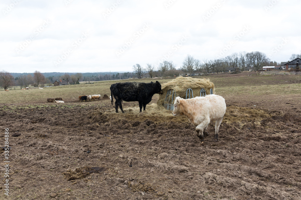 Fototapeta premium City Cesis, Latvia. Cows graze in the field and eat grass.