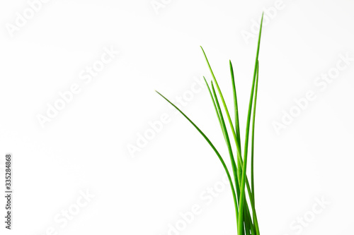 Close up of real fresh green chives on white background. Erba cipollina. Aromatic herb 