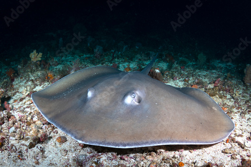 A Jenkins  Whipray - Himantura jenkinsii - rests on the sea floor. Taken in Komodo National Park  Indonesia.