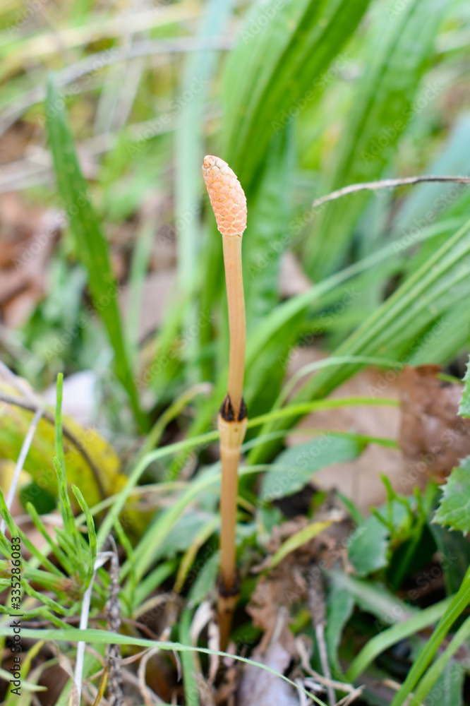  Horsetail in the forest