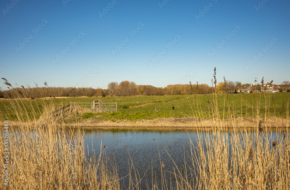 Dutch countryside in Spijkenisse, green grass field in the Netherlands