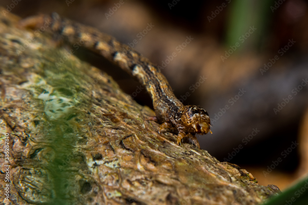 Obraz premium Insecte sur un morceau de bois macrophotographie 