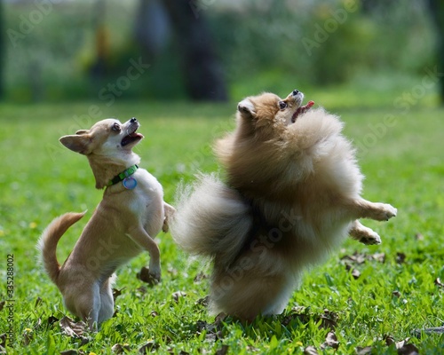 two dogs playing in the grass