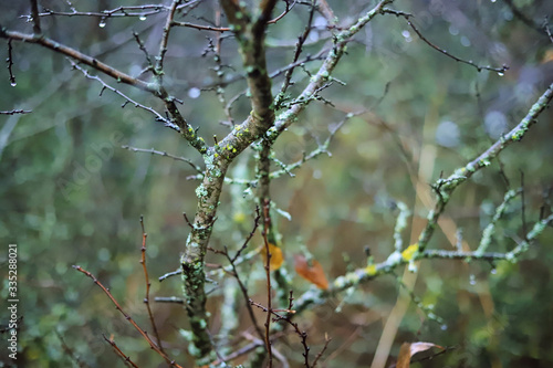 bare gnarled branches in the moss in a blue misty mysterious forest