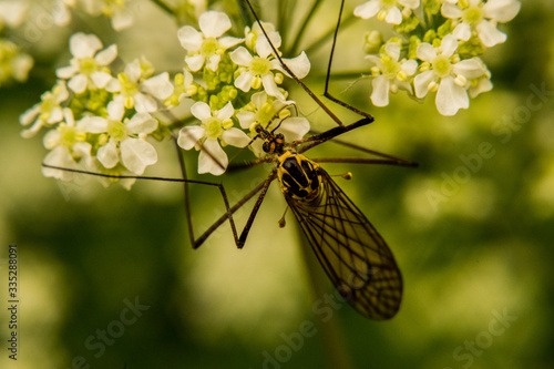 Insecte sur une fleure macrophotographie  photo