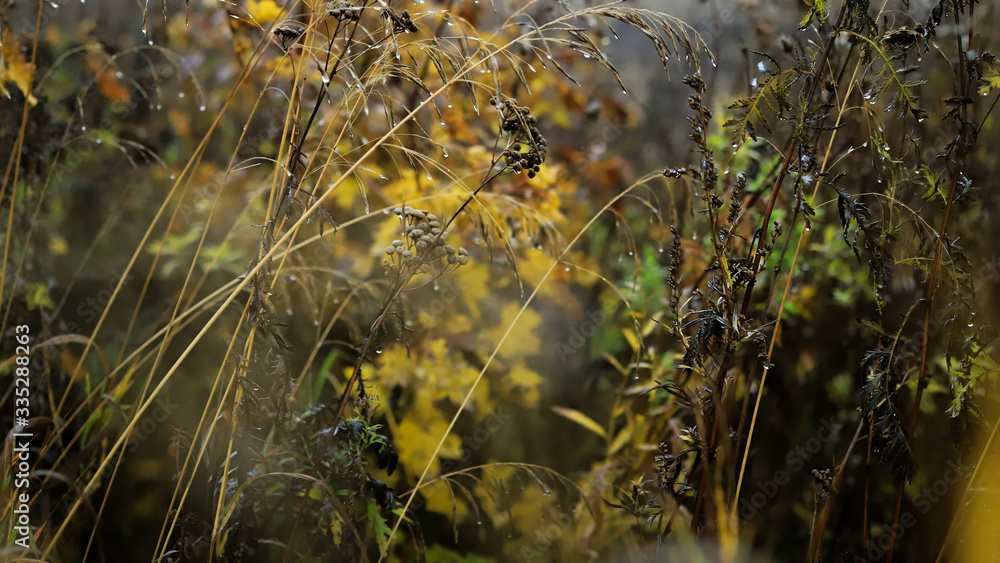 grass in an autumn field in the wind after rain