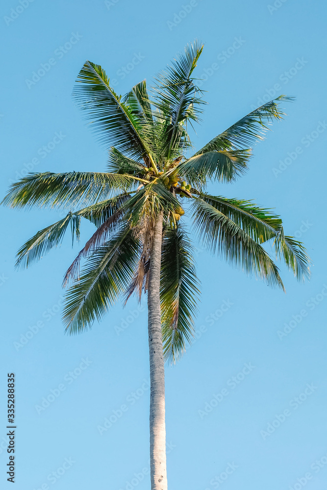 coconut palm tree