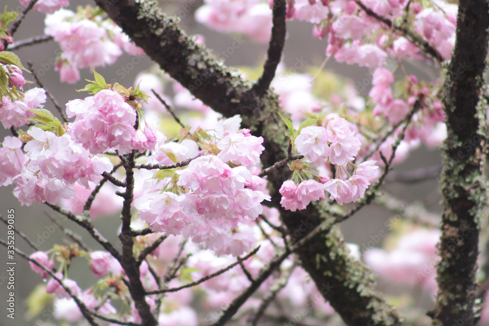 八重桜 八重桜